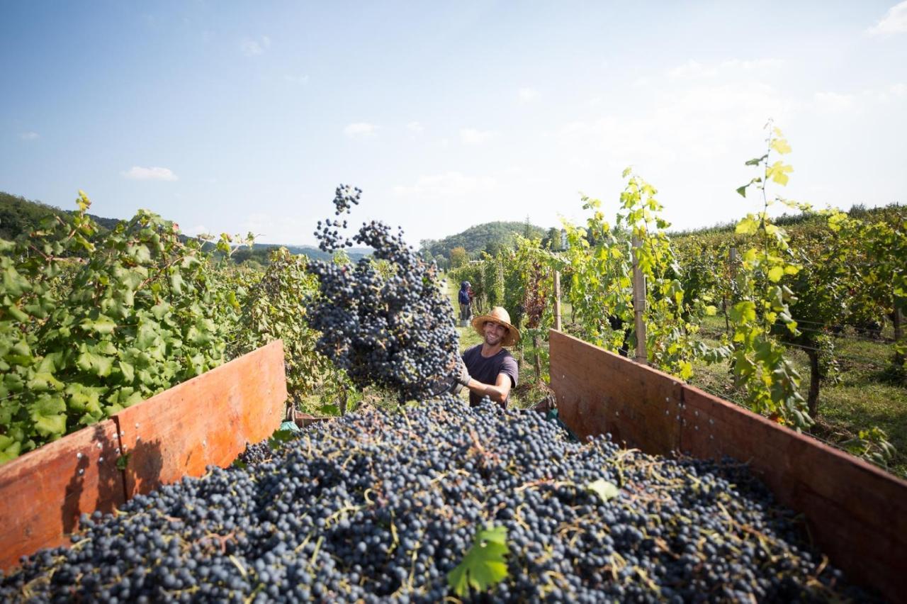 Il Roncal Wine Resort - For Wine Lovers Cividale Del Friuli Ngoại thất bức ảnh
