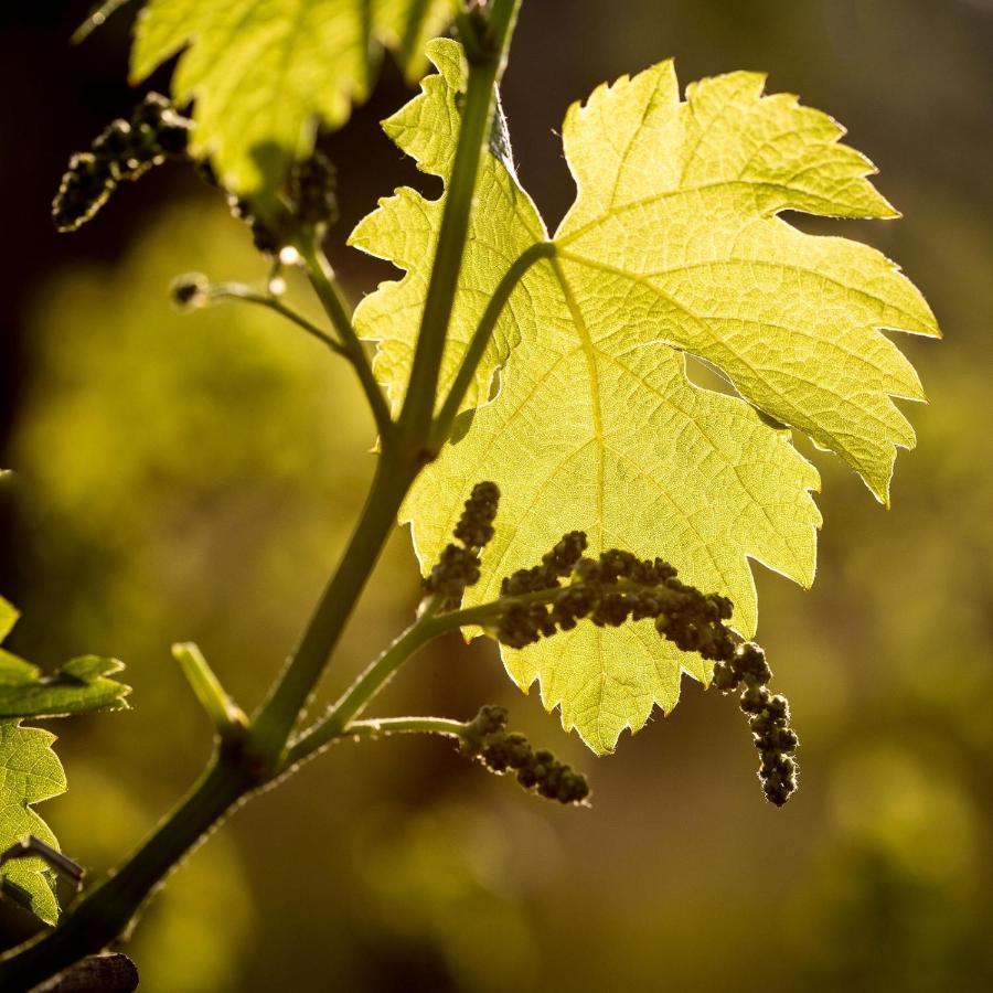 Il Roncal Wine Resort - For Wine Lovers Cividale Del Friuli Ngoại thất bức ảnh