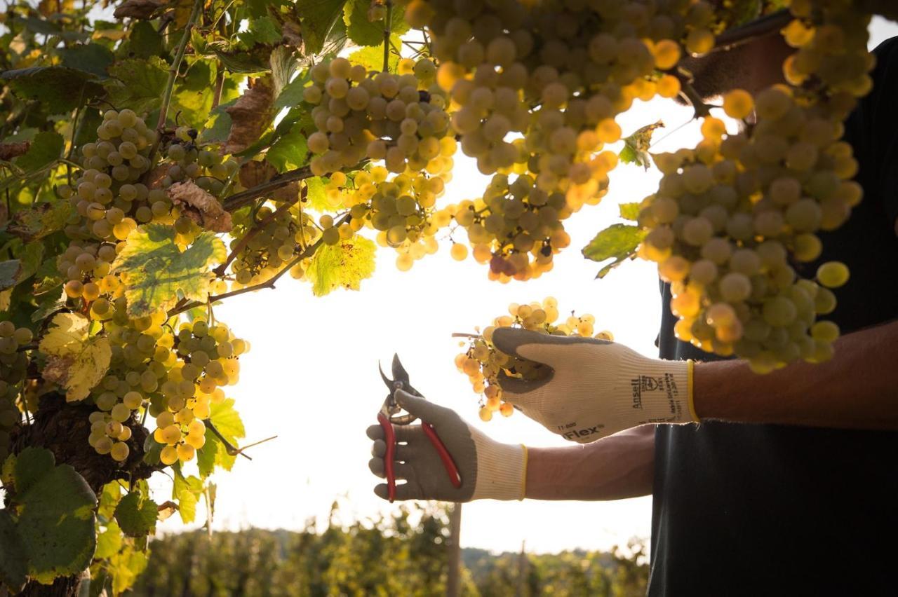 Il Roncal Wine Resort - For Wine Lovers Cividale Del Friuli Ngoại thất bức ảnh