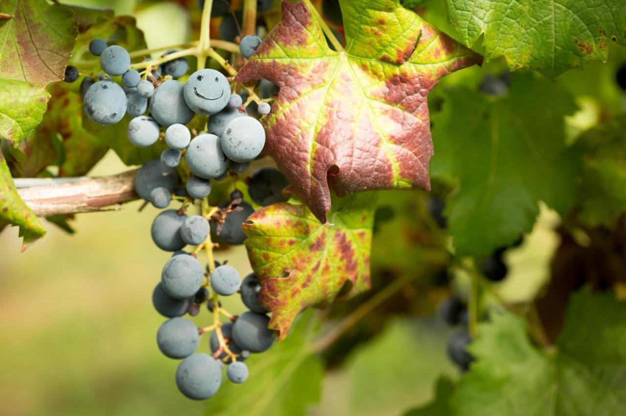 Il Roncal Wine Resort - For Wine Lovers Cividale Del Friuli Ngoại thất bức ảnh