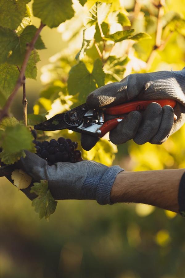 Il Roncal Wine Resort - For Wine Lovers Cividale Del Friuli Ngoại thất bức ảnh