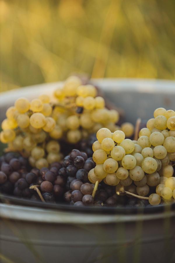Il Roncal Wine Resort - For Wine Lovers Cividale Del Friuli Ngoại thất bức ảnh