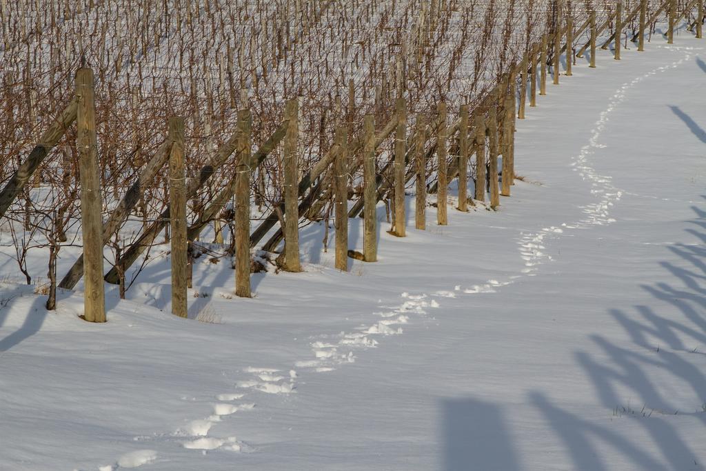 Il Roncal Wine Resort - For Wine Lovers Cividale Del Friuli Ngoại thất bức ảnh