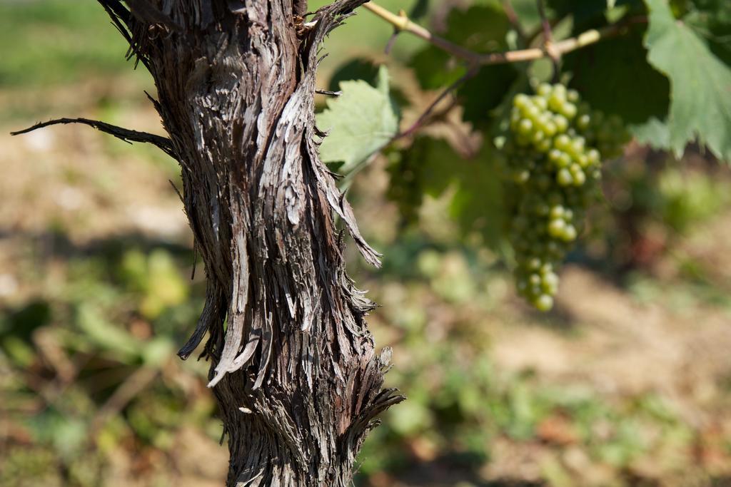 Il Roncal Wine Resort - For Wine Lovers Cividale Del Friuli Ngoại thất bức ảnh